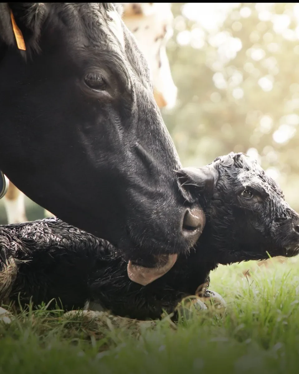 Newborn calf beside its mother