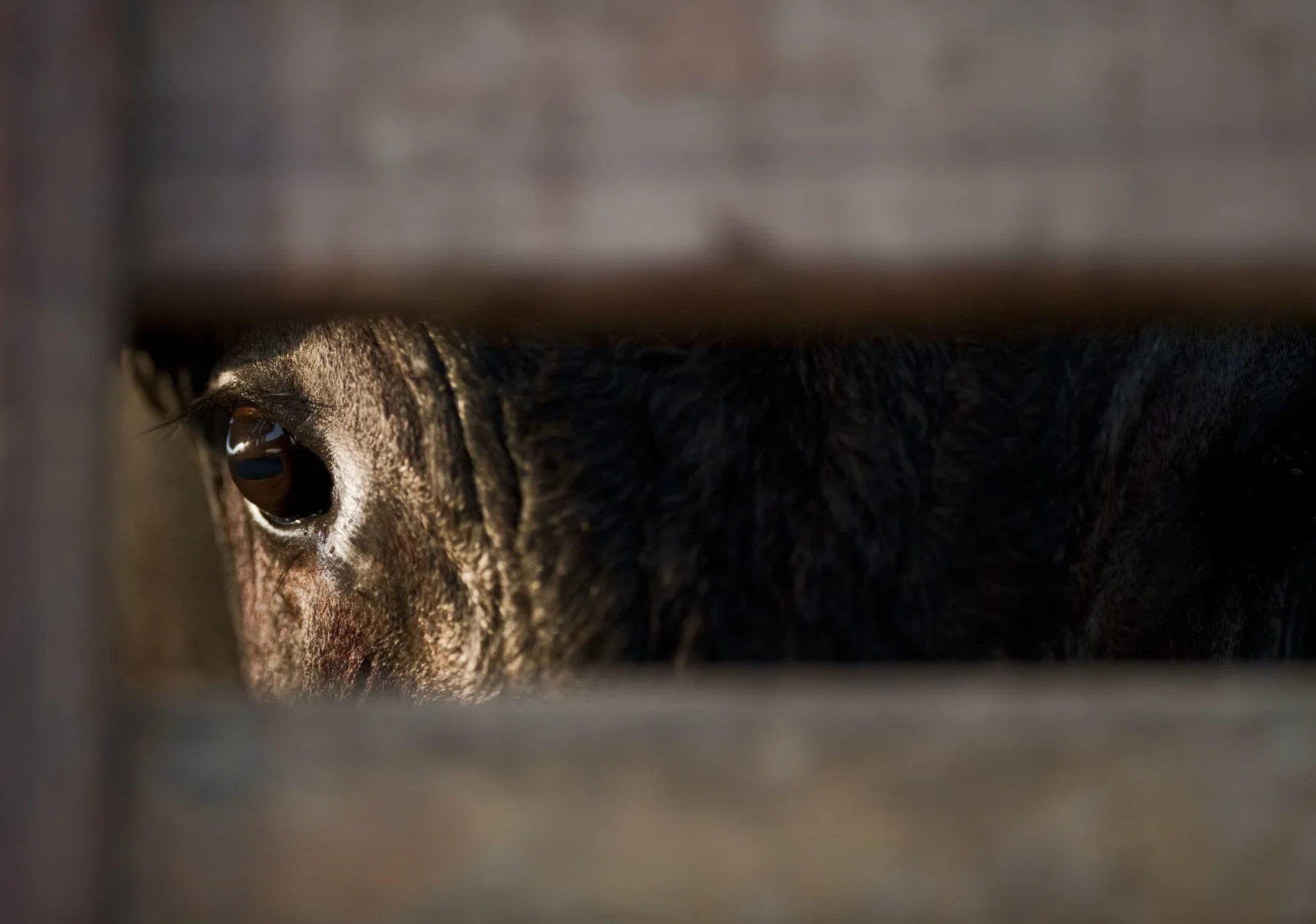 Close view of a bull's eye